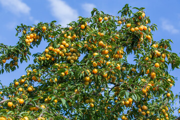 Fototapeta na wymiar Cherry-plum tree with fruits growing in the garden