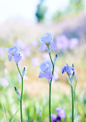 Lilac lily outdoors in the field with a bokeh background