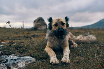 Obraz na płótnie Canvas dog outdoors in the mountains lies in the grass rest friendship travel
