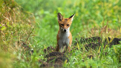 Wet red fox standing on meadow on summer rainy day