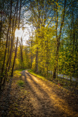 Waldweg im Frühling mit Sonnenstrahlen im Gegenlicht