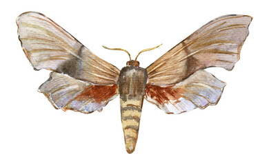 Hawk moth laothoe populi. Hand-drawn Insect. Watercolor illustration on white background. Design for stickers, postcards