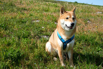 red shiba inu dog sitting in grass