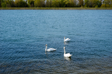group of swans is swimming in the rhine under blue sky and sunshine
