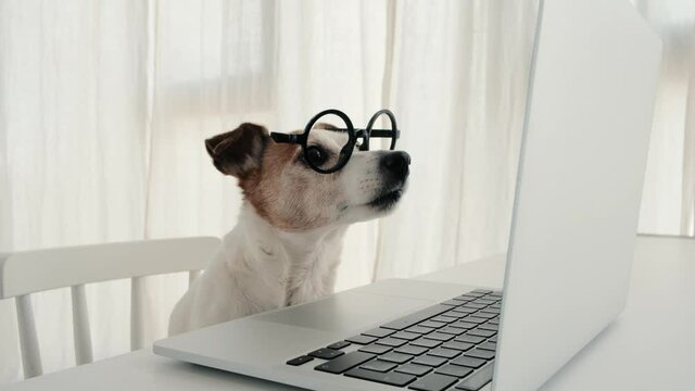 Dog in round glasses looks at laptop screen. Jack russell terrier looks around while distracted from computer working and back into work