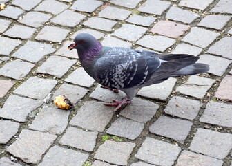 Taube in der Stadt beim Kuchenessen