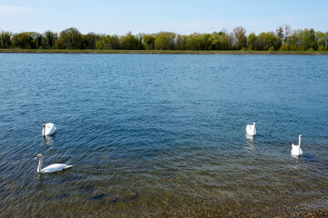 group of swans is swimming in the rhine under blue sky and sunshine