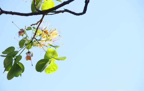 Flowesr of crateva blooming on branch with green leaves and light blue lky background, Thailand.
