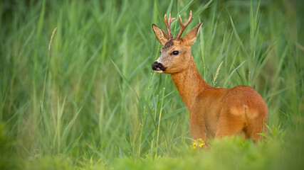 Naklejka na ściany i meble Roe deer buck observing on meadow in summertime nature.