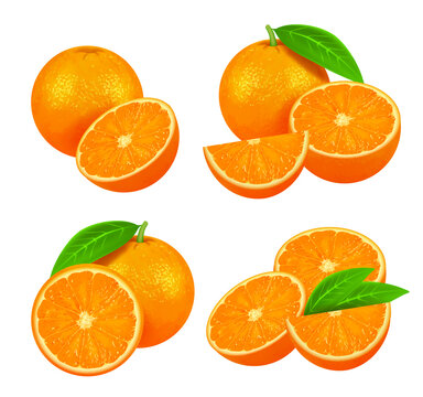 Set of fresh ripe oranges with leaves on a white background. Vector realistic illustration. 