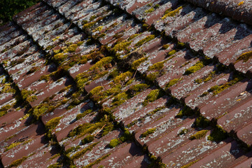 roofing tiles covered by white lichens and green moss vegetaion of an old hut