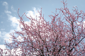 blossom in spring