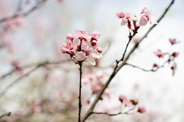 pink cherry blossom