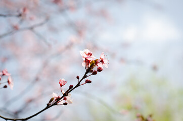 cherry blossom