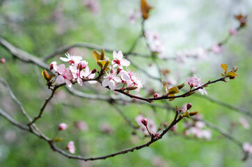 Fototapeta na wymiar blooming tree