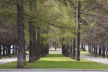 alley in the park