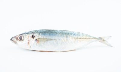 Fresh balang fish on white background