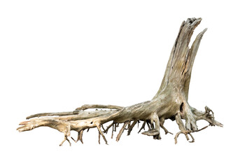 Isolate of beautiful timber use for decorating in the aquarium on white background with clipping path.