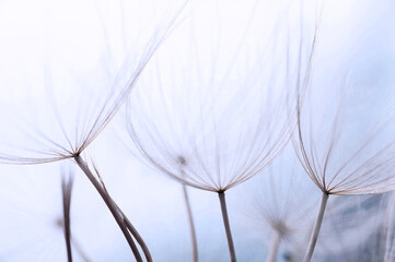 Close up macro image of dandelion seed head with incredible natural patterns.