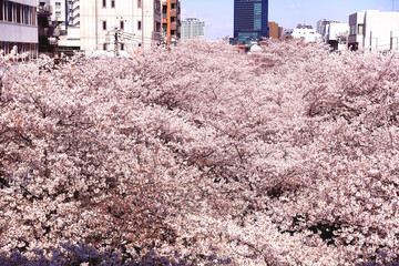 日本の桜の名所　目黒川沿いに咲く満開の桜が川を覆い尽くす風景