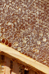 Apiculture - récolte du miel - Gros plan sur des alvéoles remplies de miel et operculées sur une...