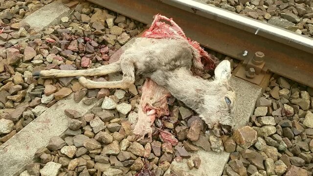 Mature Content: A dead deer is lying on the tracks, the train cut it in half. A massacre sight, an animal after a train accident.
