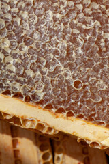 Apiculture - récolte du miel - Gros plan sur des alvéoles remplies de miel et operculées sur une...