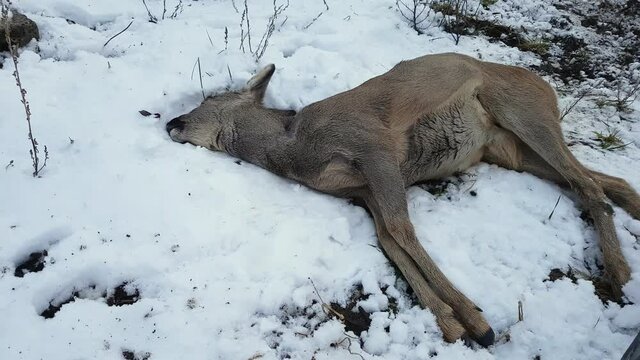 A dead deer is lying in the snow, behind a wire mesh. For unknown reasons, the killed carcass is behind the fence, an ecological bomb.
