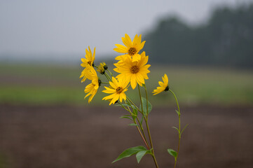 żółte kwiaty na rozmytym tle w polu