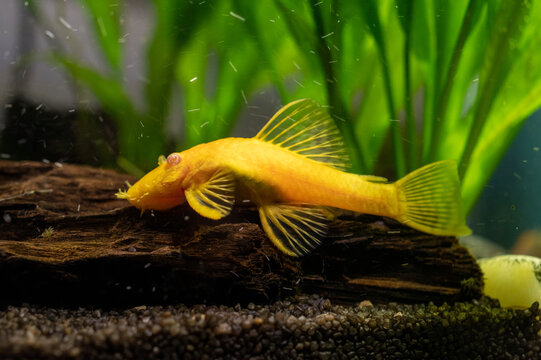 zbrojnik złoty (Ancistrus Gold) ryba akwariowa