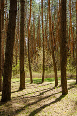 Morning sunlight in spring pine forest