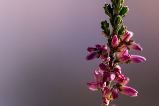 fioletowe wrzosy na rozmytym tle