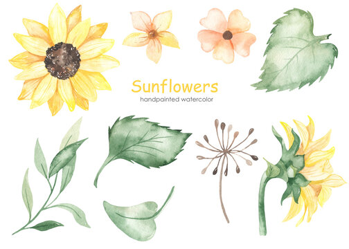 Watercolor set with sunflowers, leaves, flowers, inflorescences, sunflower sideways