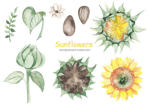 Watercolor set with sunflowers, sunflower seeds, flower, sunflower bud, leaves