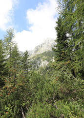 Fototapeta na wymiar typical vegetation of the Alps with mountain pines and conifers