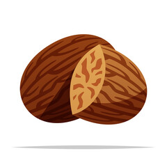 Nutmeg spice vector isolated illustration