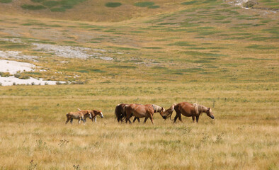 Fototapeta premium families of horses with the foal grazing in the clearing