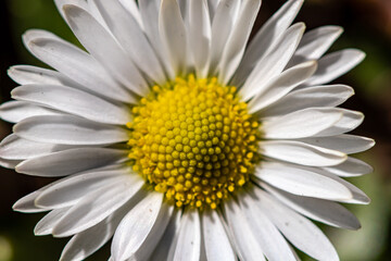 Daisy plant in all its beauty	