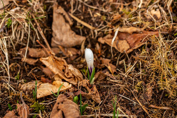White Crocus plant in the forest, close up	