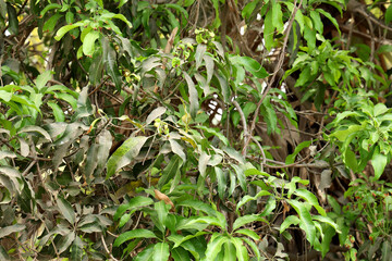 The leaves of a mongo tree in an organic farm
