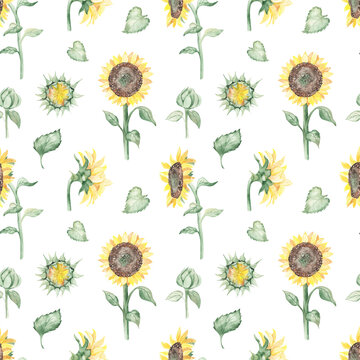 Watercolor seamless pattern with sunflower flowers, sunflower sideways, sunflower bud, leaves on a white background