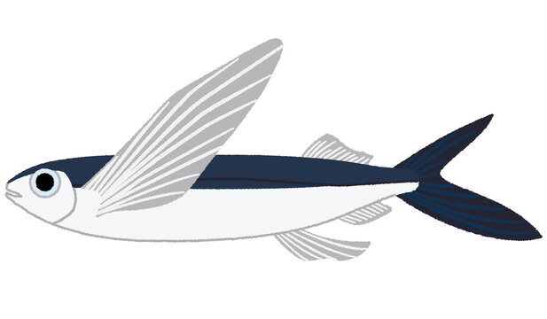 4 167 件の最適な トビウオ 画像 ストック写真 ベクター Adobe Stock