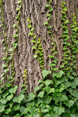 Tree Trunk with Ivy Vines