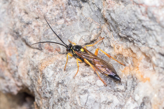 Ichneumon wasp, Ichneumonidae, resting on a rock under the sun. High quality photo