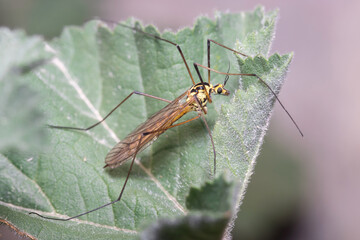 Crane fly Nephrotoma sp, Tipulidae, posed on a green leaf. High quality photo