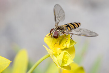 Marmalade hoverfly, Episyrphus balteatus, posed on a yellow flower. High quality photo