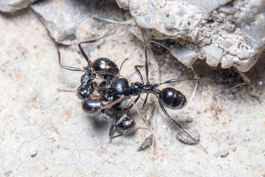 Three Messor barbarus ants figting on a concrete floor. High quality photo