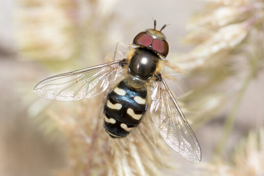 Eupeodes corollae posed at the top of a plant. High quality photo