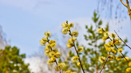 Willow branches with blossoming buds. Spring background. Pollen on stamens, allergen.