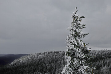 A frozen tree in mountains, view, snowy mountains, landscape, Poland, monochromatic, ice, white, clouds, winter 